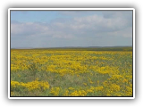 broomweed